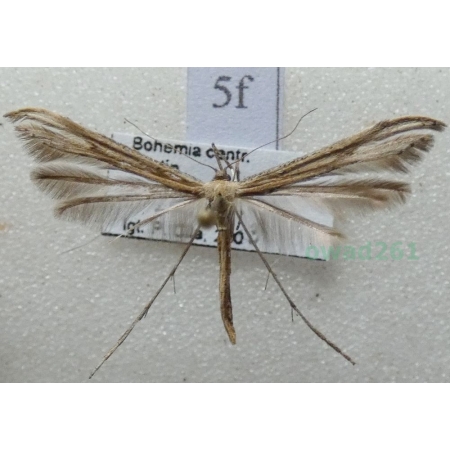 Emmelina monodactyla (Linnaeus, 1758) Piórolotek zwyczajny Czech5f